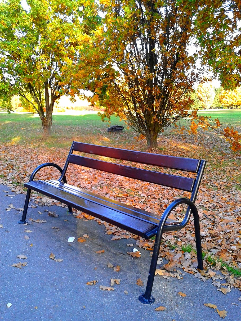 bench, autumn, nature, seat, plant, tree, empty, absence, park HD wallpaper