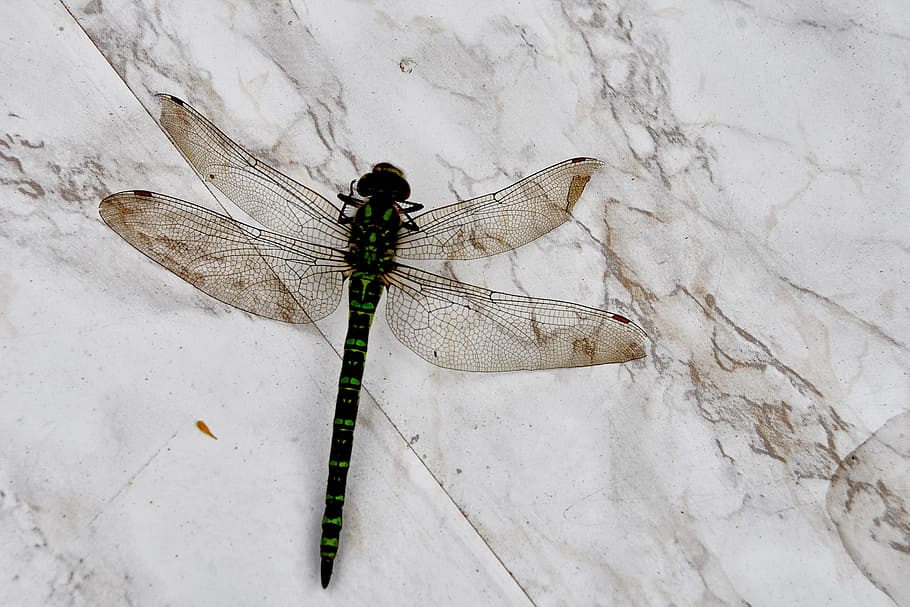 dragonfly, insect, wing, garden table, animal, creature, invertebrate HD wallpaper