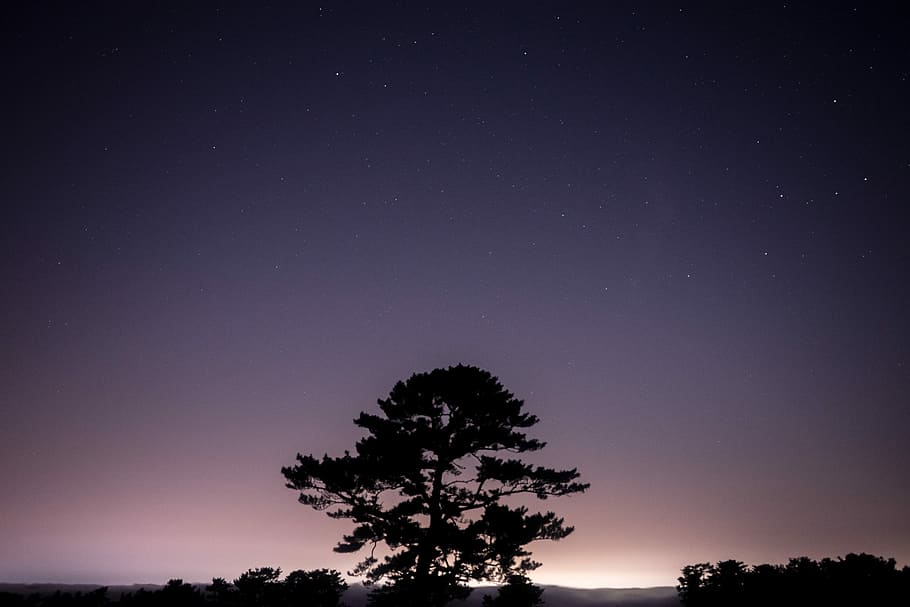 silhouette of tree, silhouette photo of tree, sky, night, star HD wallpaper