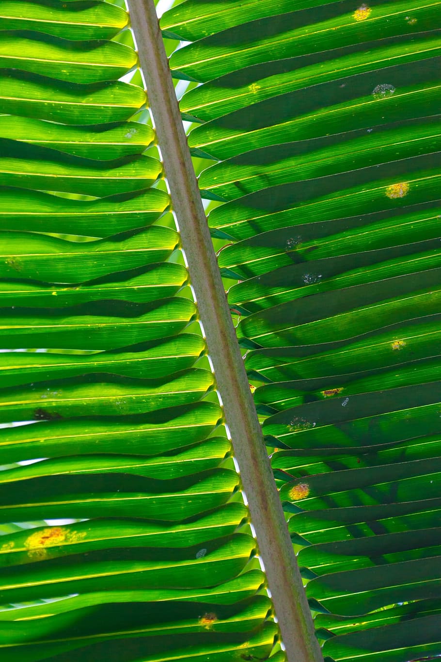 Backdrop, Background, Flora, Geometric, geometrical, green HD wallpaper
