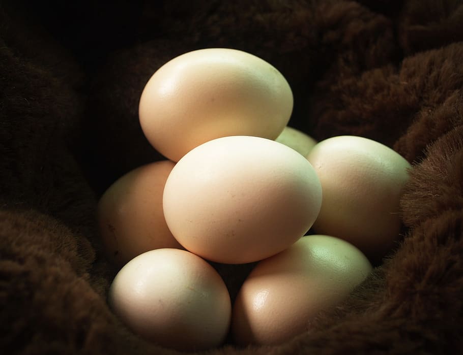 Egg, Fresh, Cholesterol, Farm, Kitchen, brown, food, hay, organic HD wallpaper