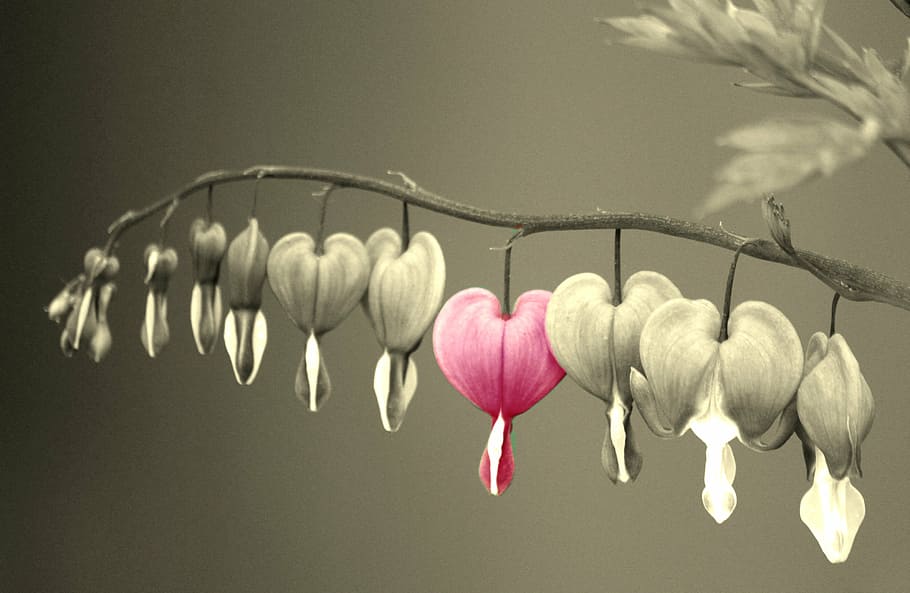 selective color photography of pink flower, bleeding heart, flowers, HD wallpaper