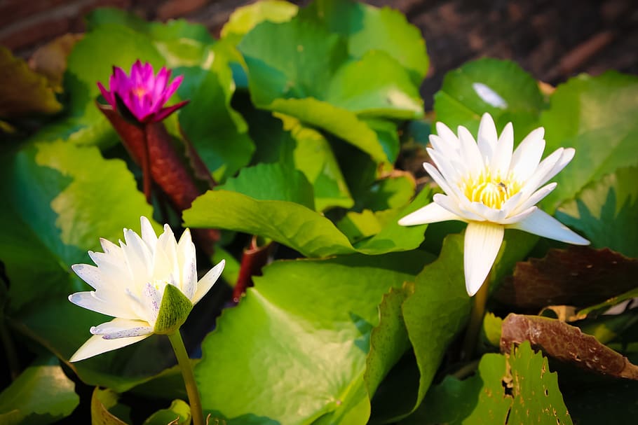 lotus, flower, flowering plant, vulnerability, beauty in nature HD wallpaper