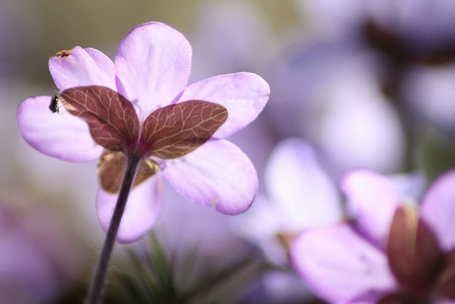 hepatica, plant, flower, spring, spring plant, flowering plant HD wallpaper