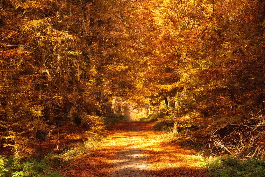 brown tree during daytime, forest path, autumn, fall leaves HD wallpaper