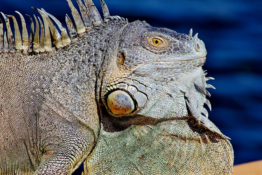 photo of gray reptile, curious, iguana, dock, cool, green, scaly HD wallpaper
