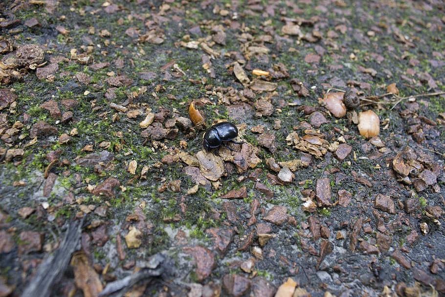 scarab, insect, leaf, forest, jupilles, tree, black, green HD wallpaper