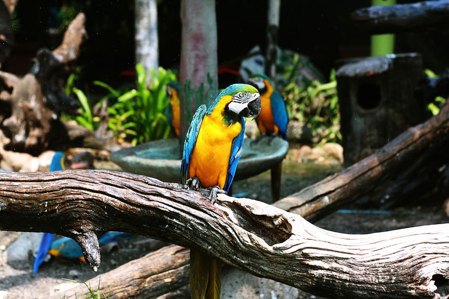 blue and yellow macaw perching on wood, three blue-and-yellow Macaw parrots HD wallpaper