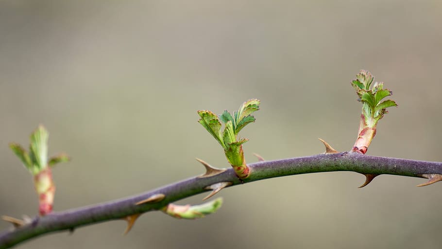tree branch, spring, takeshi, bud, life, nature, vine, thorn HD wallpaper