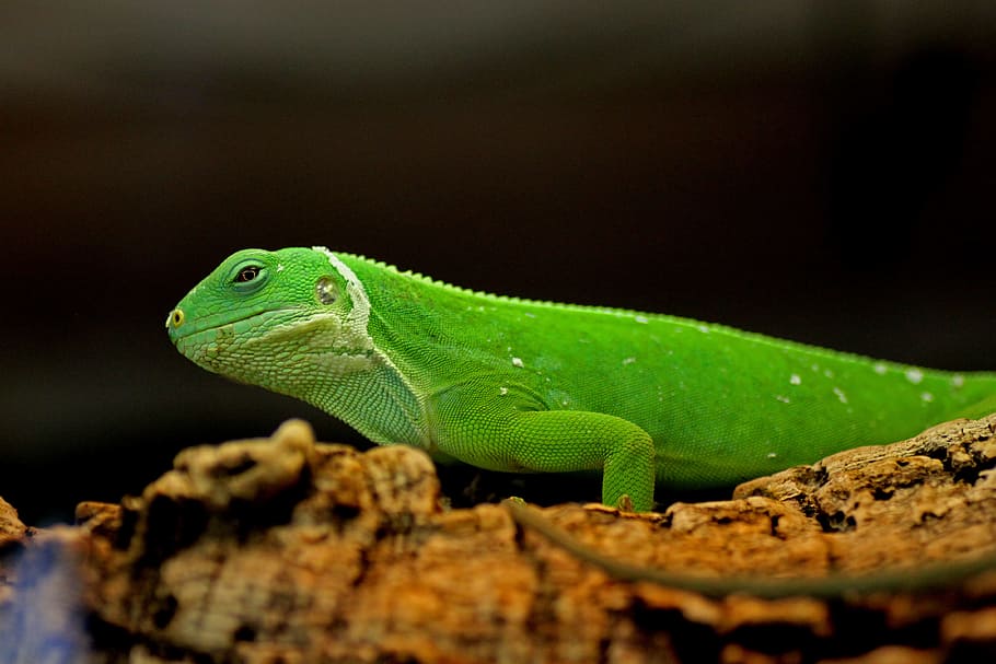 iguana, green, reptile, lizard, green iguana, animal, insect eater HD wallpaper