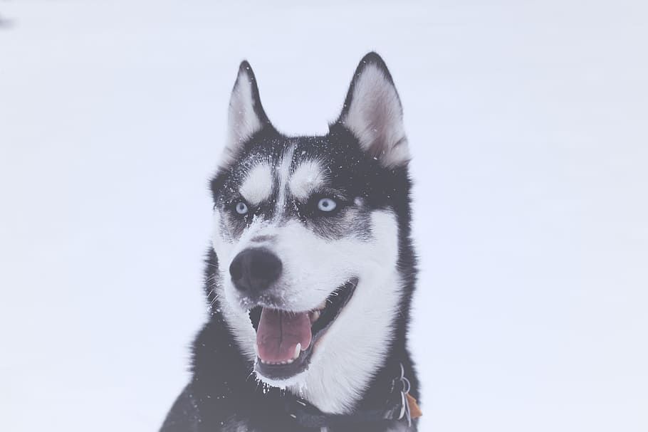 white and black siberian husky dogg with snow flakes, photo of Siberian husky HD wallpaper