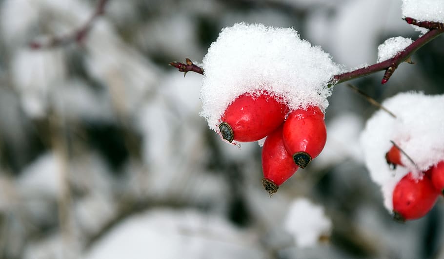 rose hip, winter, cold, ice, snow, frost, nature, red, frozen, HD wallpaper