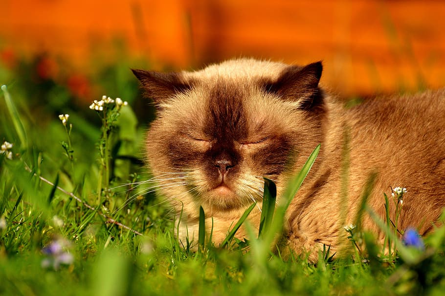 siamese cat, british shorthair, sleep, meadow, sun, enjoy, cute, HD wallpaper