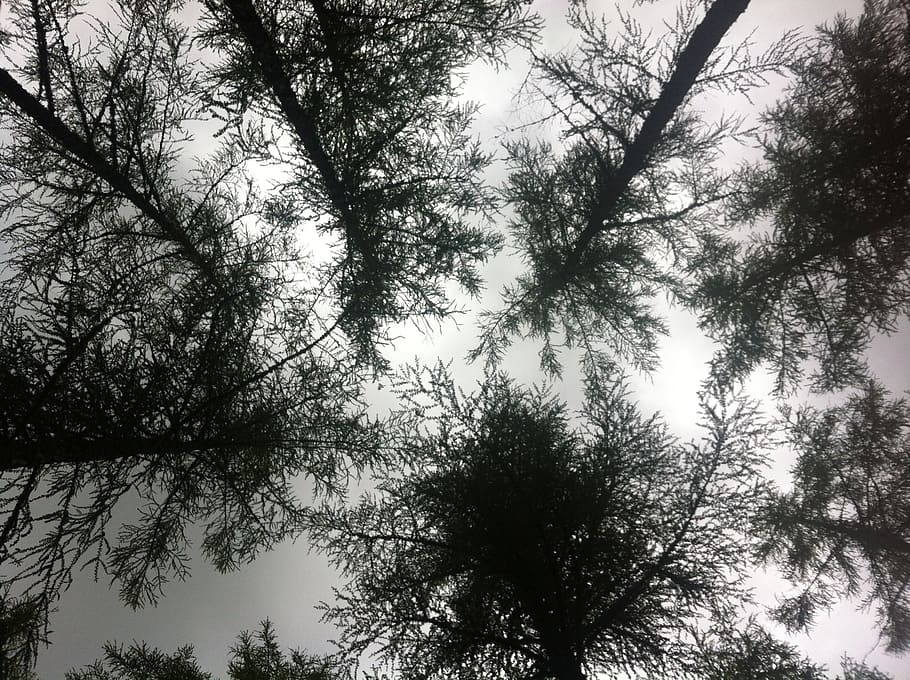 tree tops, unusual, perspective, plant, low angle view, growth HD wallpaper