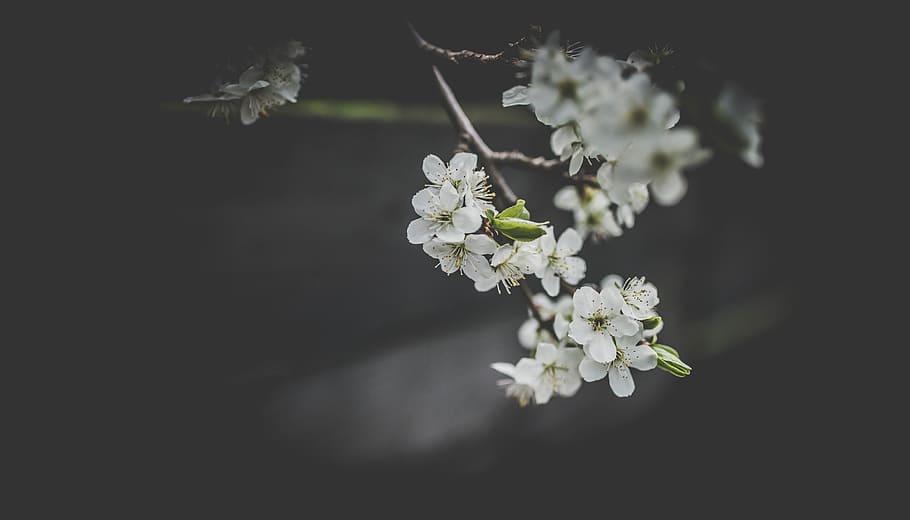 white flowers, selective focus photography of white petaled flowers HD wallpaper