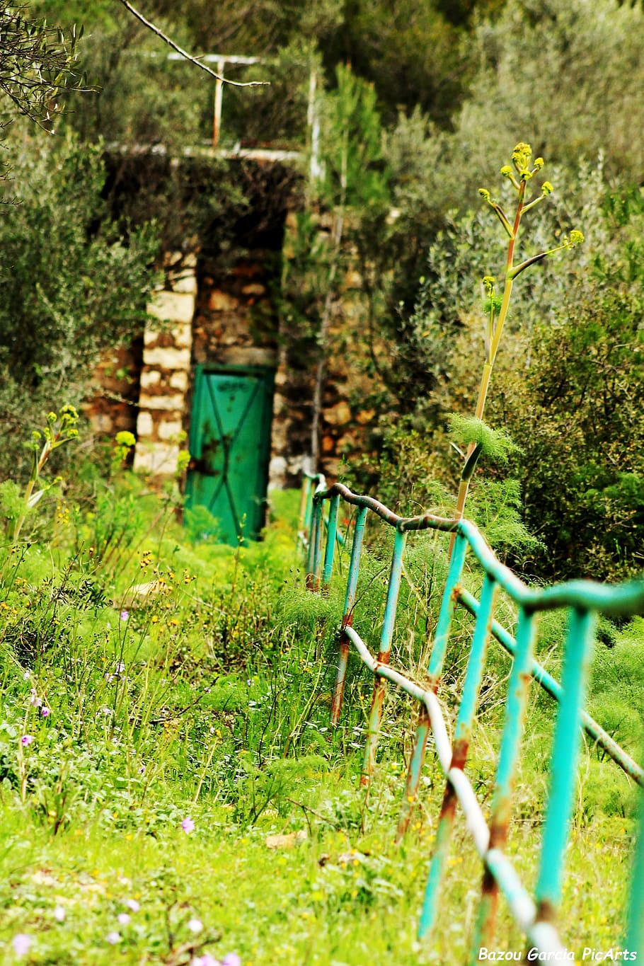 path, forest, green, plant, green color, growth, nature, day HD wallpaper