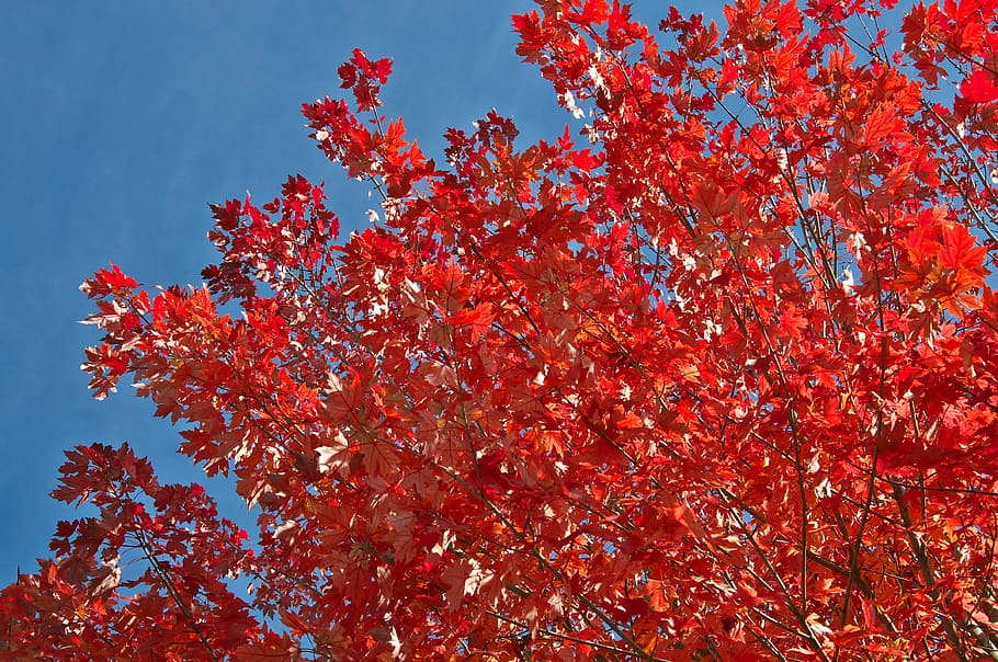 autumn, tree, leaves, red, sky, blue, plant, beauty in nature HD wallpaper