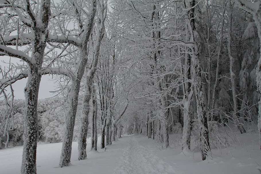 winter, snow, winter forest, cold temperature, tree, plant HD wallpaper
