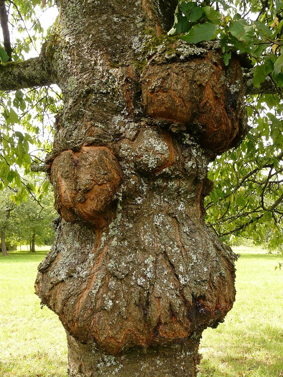 tree, disease, proliferation, canker, fruit tree cancer, fungal infection HD wallpaper