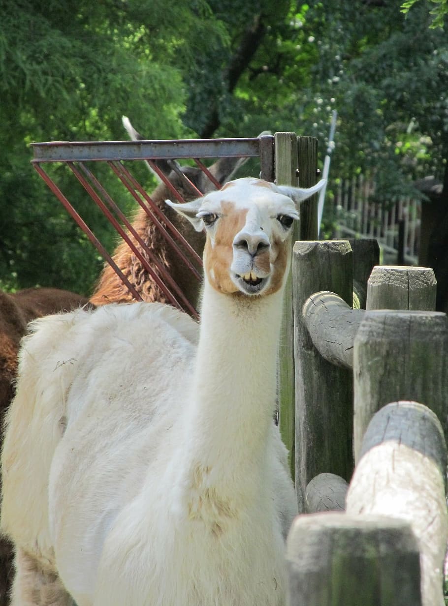 llama, alpaca, fur, cute, head, mammal, animal, tame, portrait HD wallpaper