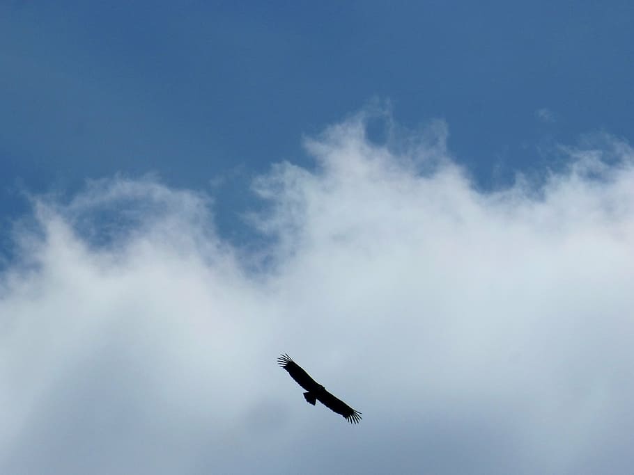 vulture, fly, clouds, sky, flight, cloud - sky, flying, air vehicle HD wallpaper