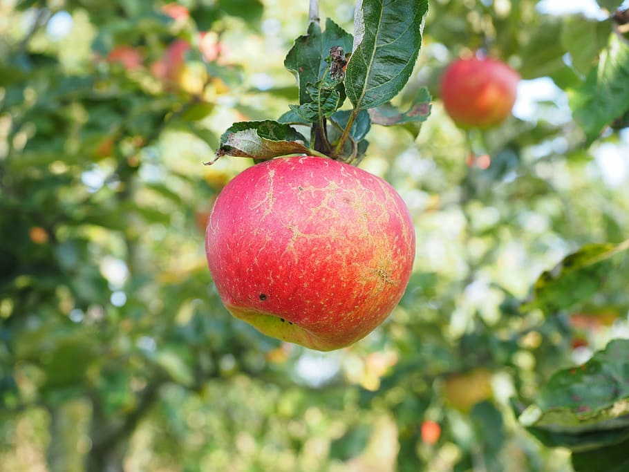 apple, apple tree, fruit, red, frisch, healthy, vitamins, orchard HD wallpaper