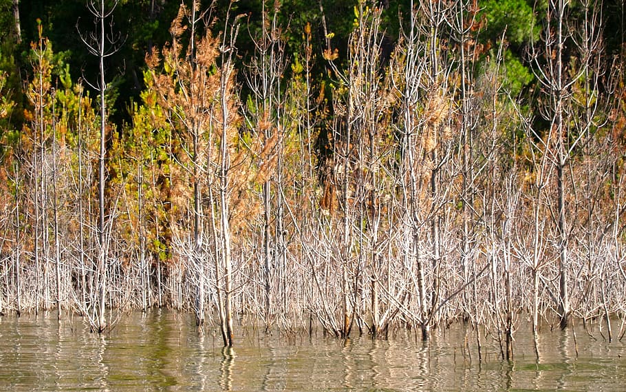 lake, eildon, flood, tree, environment, water, national park HD wallpaper