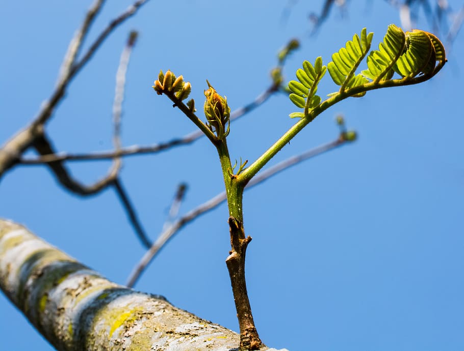 Young, Branches, Tree, Plant, young drove, spring, day, nature HD wallpaper