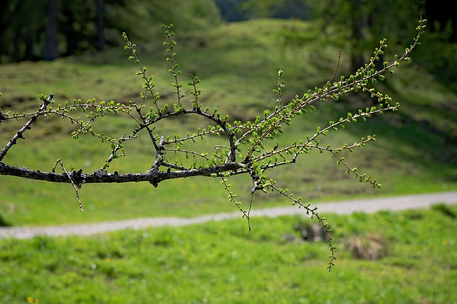 branch, larch, nature, green color, plant, no people, focus on foreground HD wallpaper
