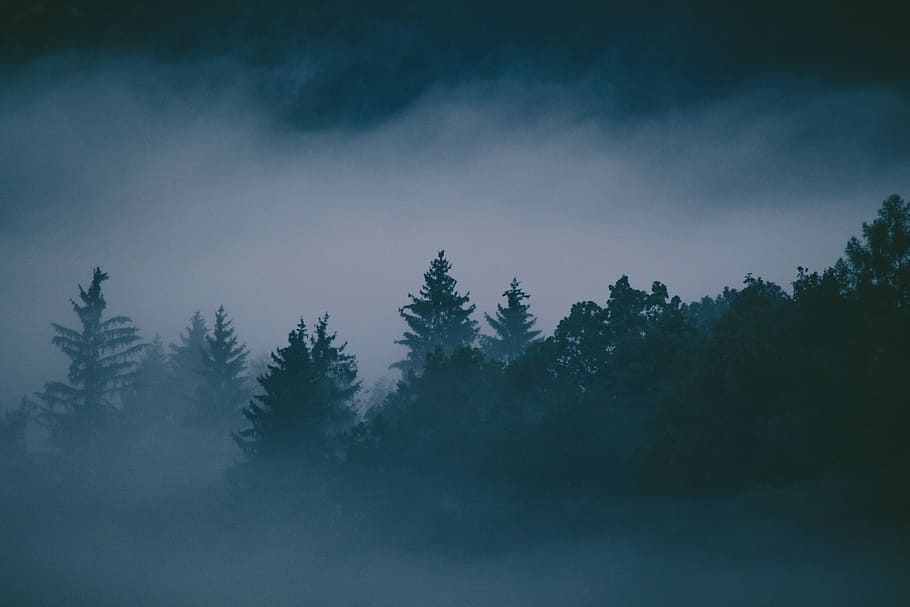 forest with fog, photo of green leafed trees, clouds, mist, dark HD wallpaper
