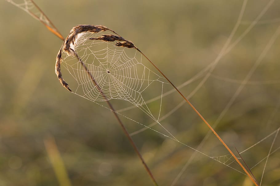 cobweb, grass, spider, dewdrop, drop of water, beads, morning sun HD wallpaper