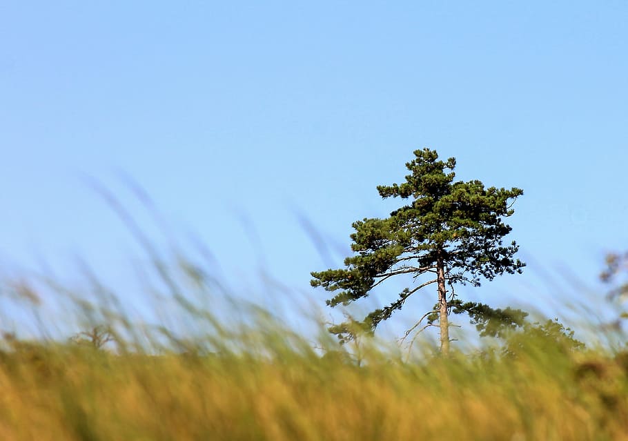 lonely tree, black pine, nature, lawn, wood, landscape, still life HD wallpaper