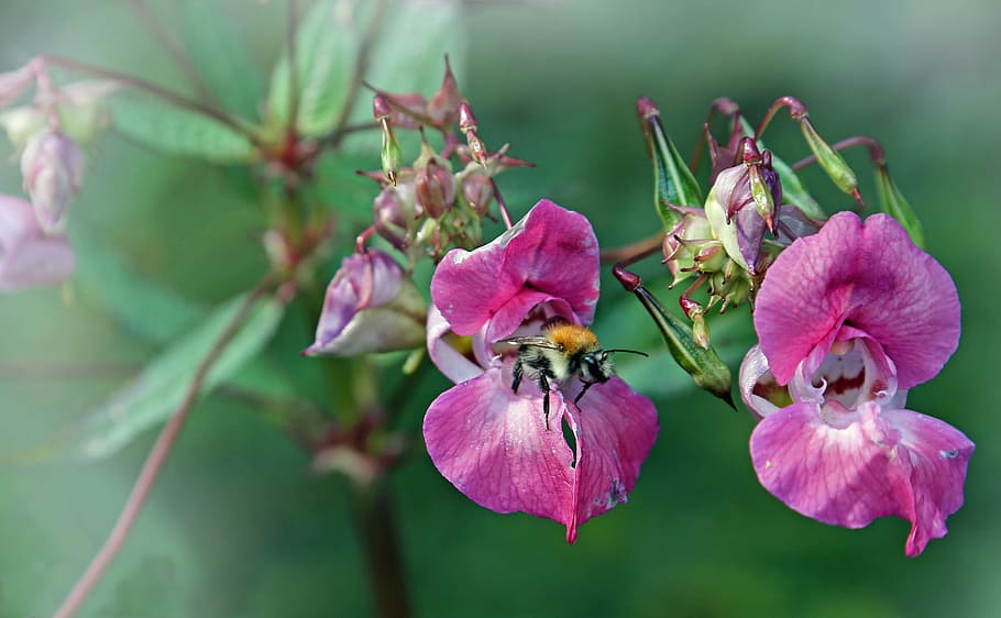 hummel, bee, insect, blossom, bloom, flower, pollination, nature HD wallpaper