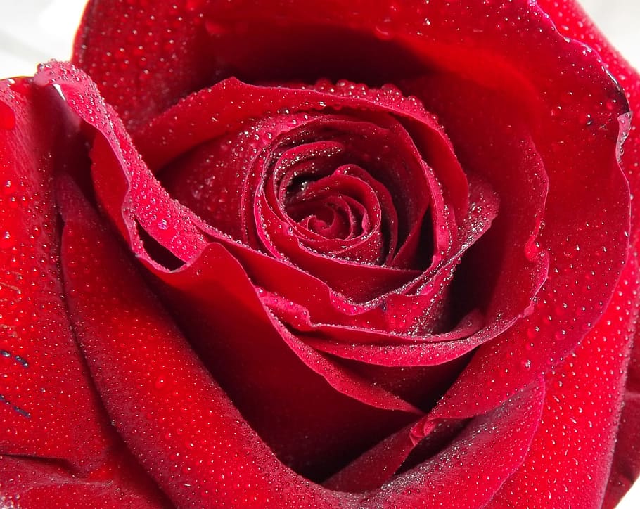 Dew, Water, Petals, Flower, rose, red, rose - Flower, love HD wallpaper
