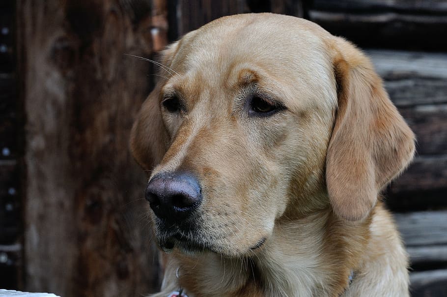 tan Labrador retreiver beside wood log, dog, head, close, pet HD wallpaper