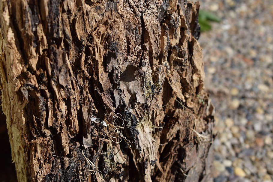 bark, wood, stump, tree, tree trunk, textured, focus on foreground HD wallpaper