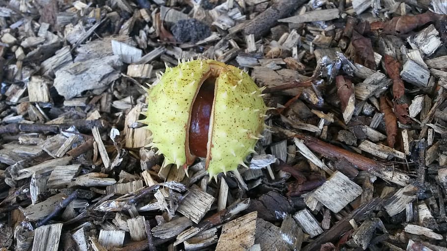 chestnut, fruit, prickly, shell, no people, nature, day, land
