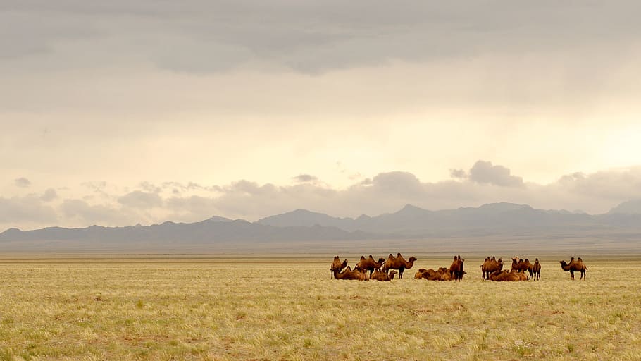 group of camel on top of brown grassland, mongolia, gobi, camels, HD wallpaper