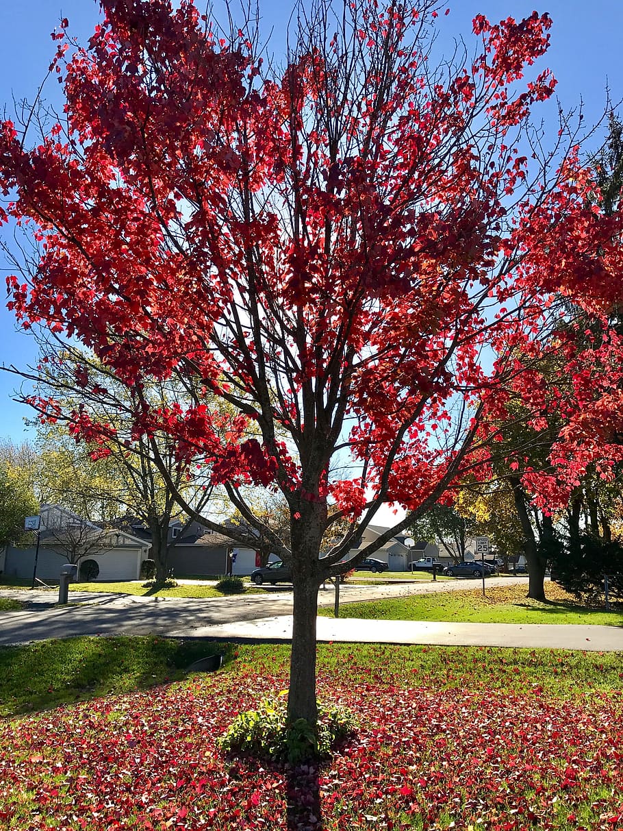 Tree, Grass, Fall, sky, autumn, red, leaves, nature, landscape HD wallpaper