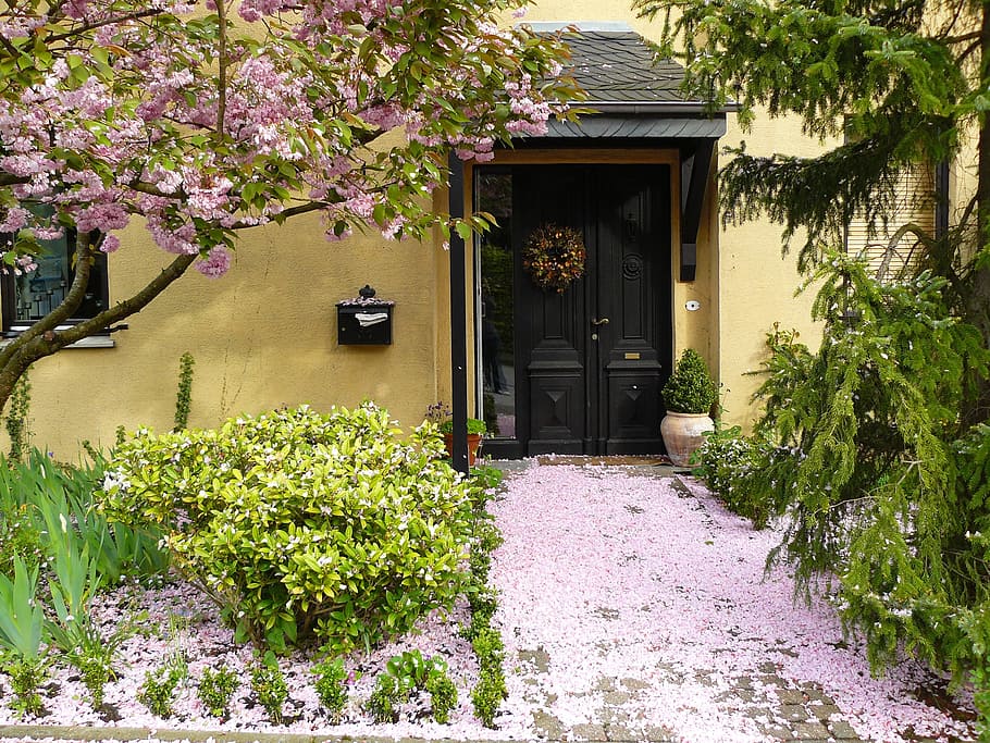 fallen sakura leaves near doorway, house entrance, flowers, blossom