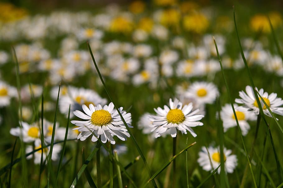 spring meadow, flowers, flower meadow, signs of spring, dandelion HD wallpaper
