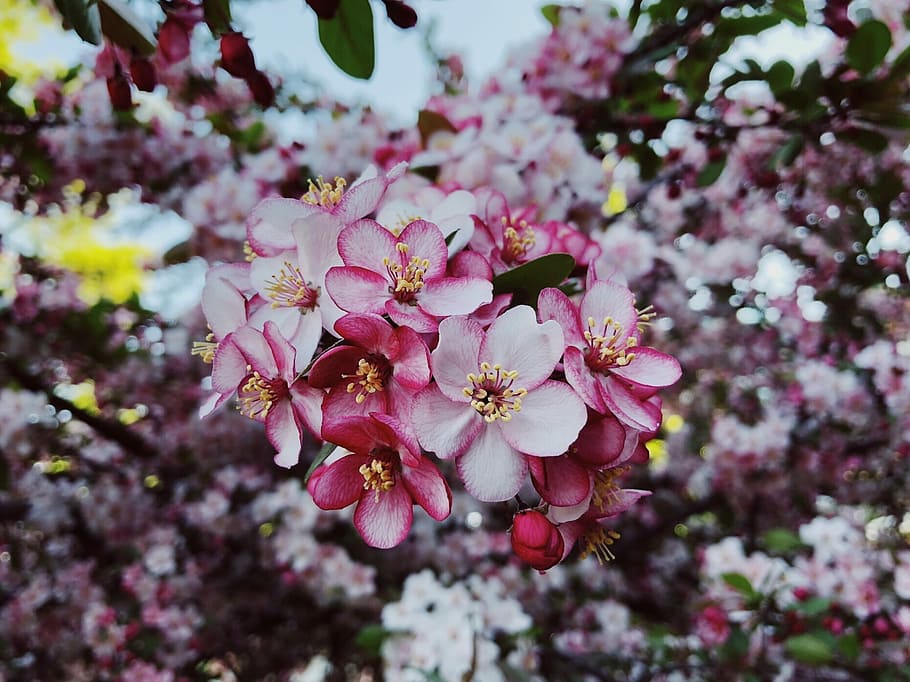 spring, flower, blossom, crabapple, nature, spring flowers, HD wallpaper