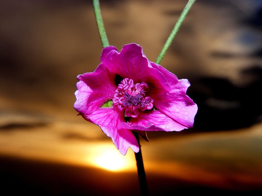mallow, flower, sunset, flowering plant, beauty in nature, freshness HD wallpaper