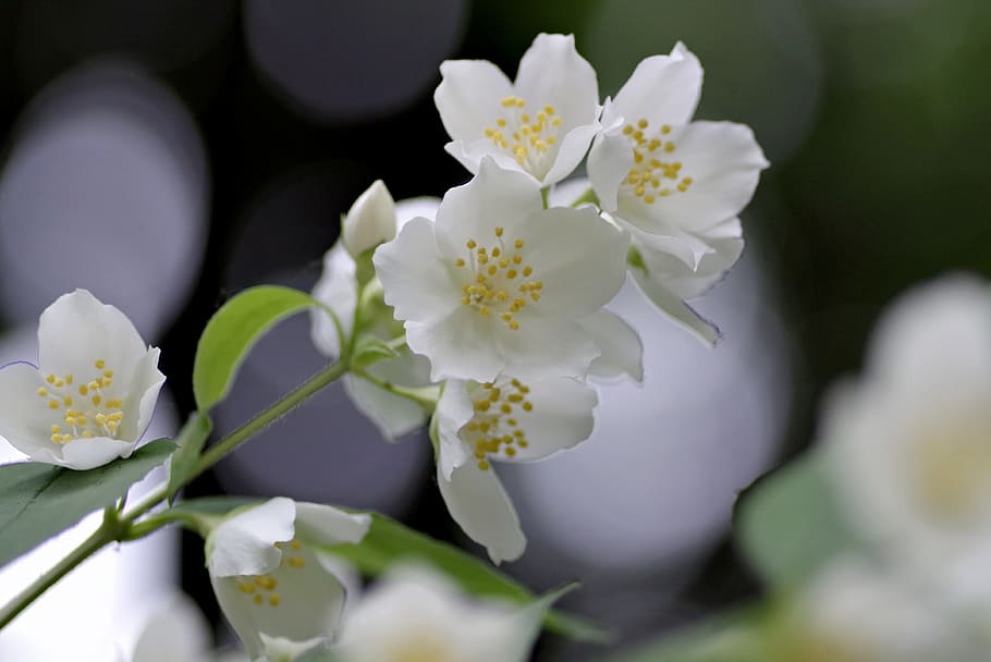 shallow focus photography of white flowers, Jasmine, Biel, Glow, HD wallpaper