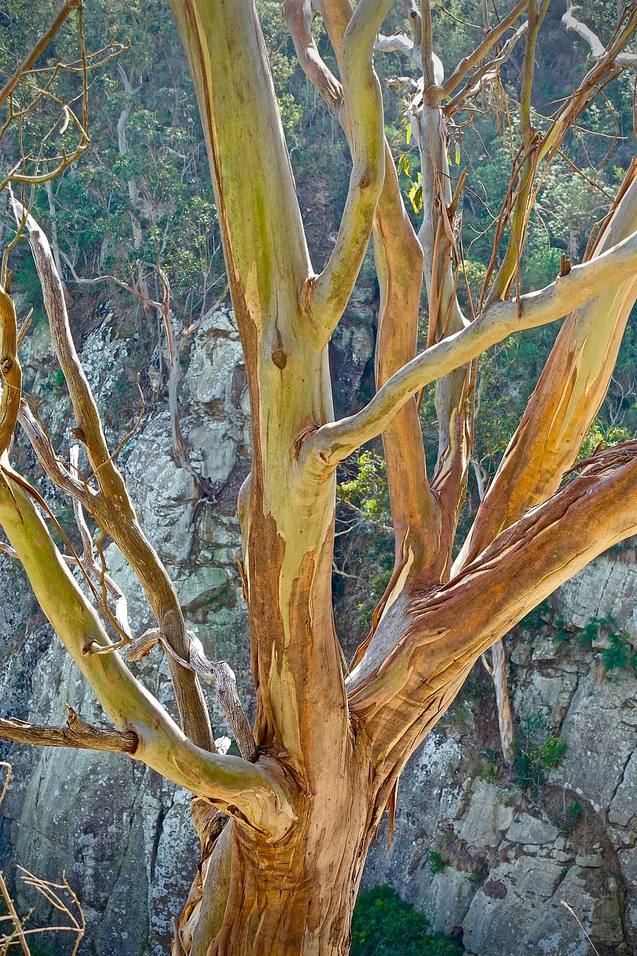 eucalyptus, trunk, native, nature, australia, bark, tree, tree trunk HD wallpaper