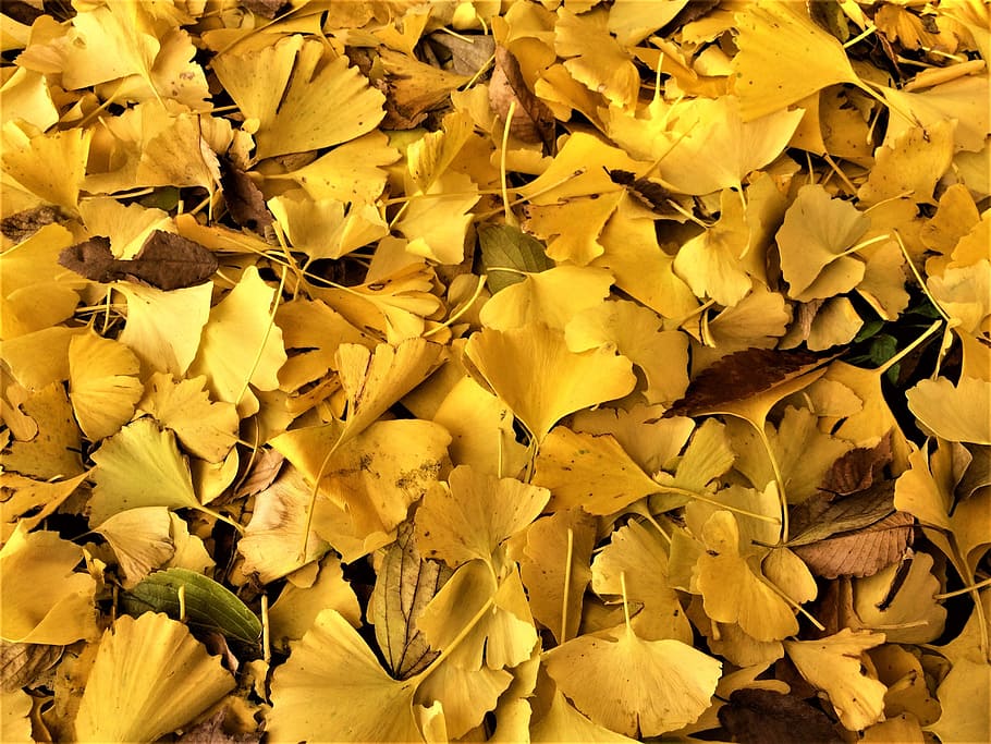 Maidenhair Tree, Gingko Tree, yellow leaves, dead leaves, fallen leaves, HD wallpaper