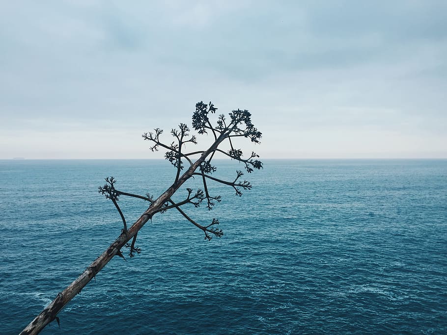 green leafed tree trunk across calm body of water under cloudy sky, white cluster blossoms near blue green sea under grey sky HD wallpaper