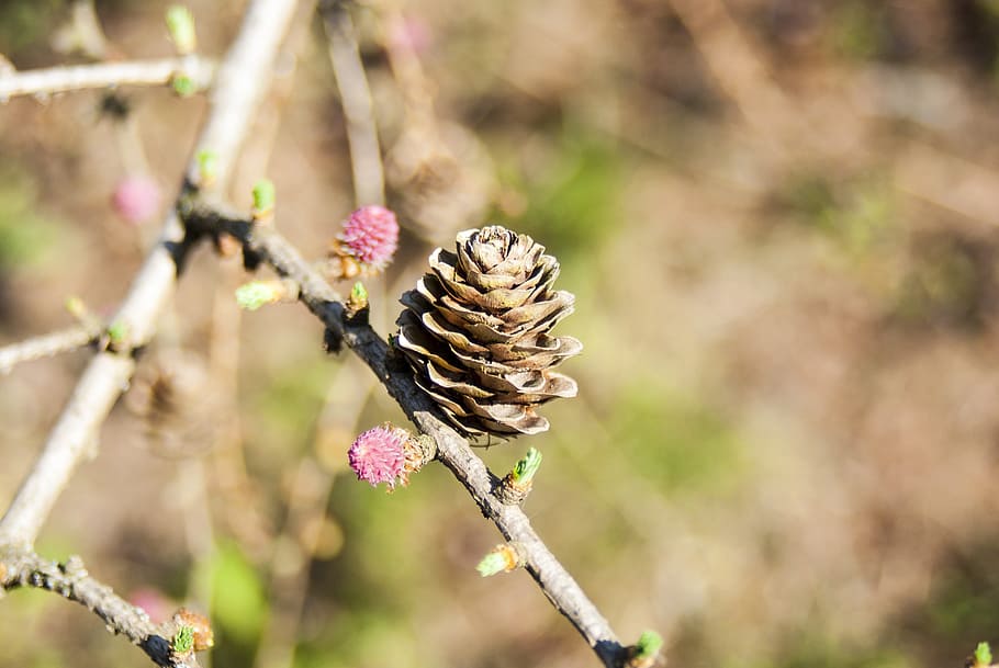 Pine Cone, Forest, Coniferous, nature, tree, coniferous Tree HD wallpaper