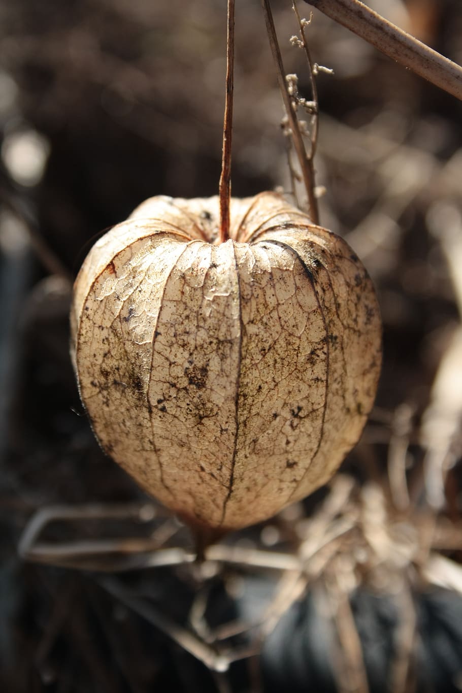 physalis, dry, fall, fruit, dried, food, food and drink, close-up HD wallpaper