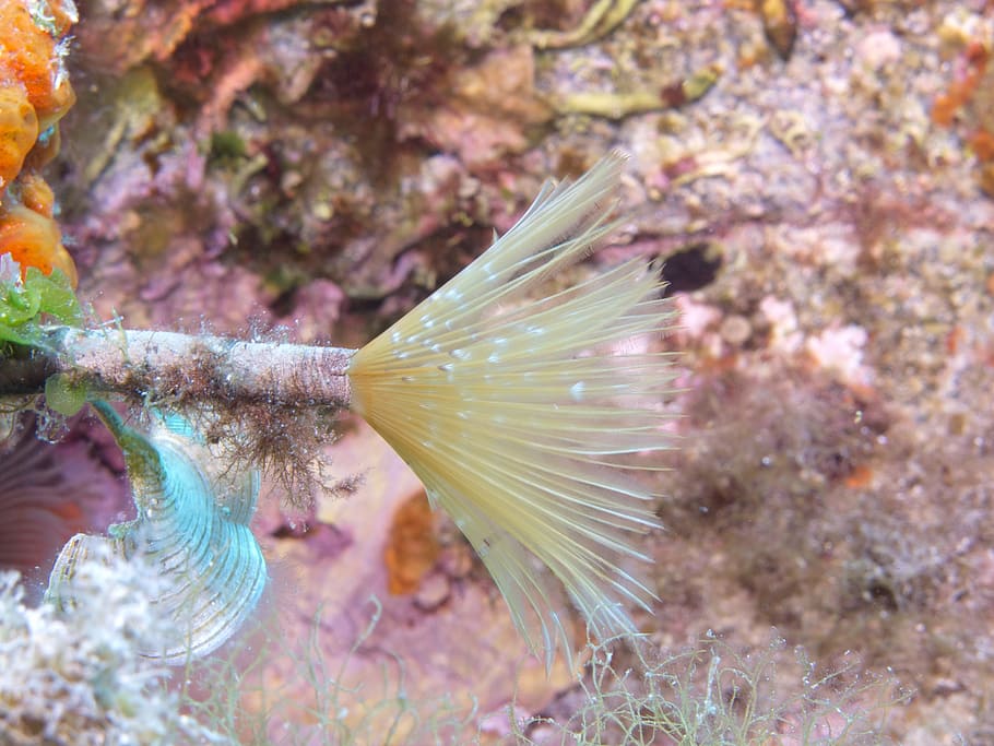 underwater, diving, ocean, sea, deep sea, coral, animal themes HD wallpaper